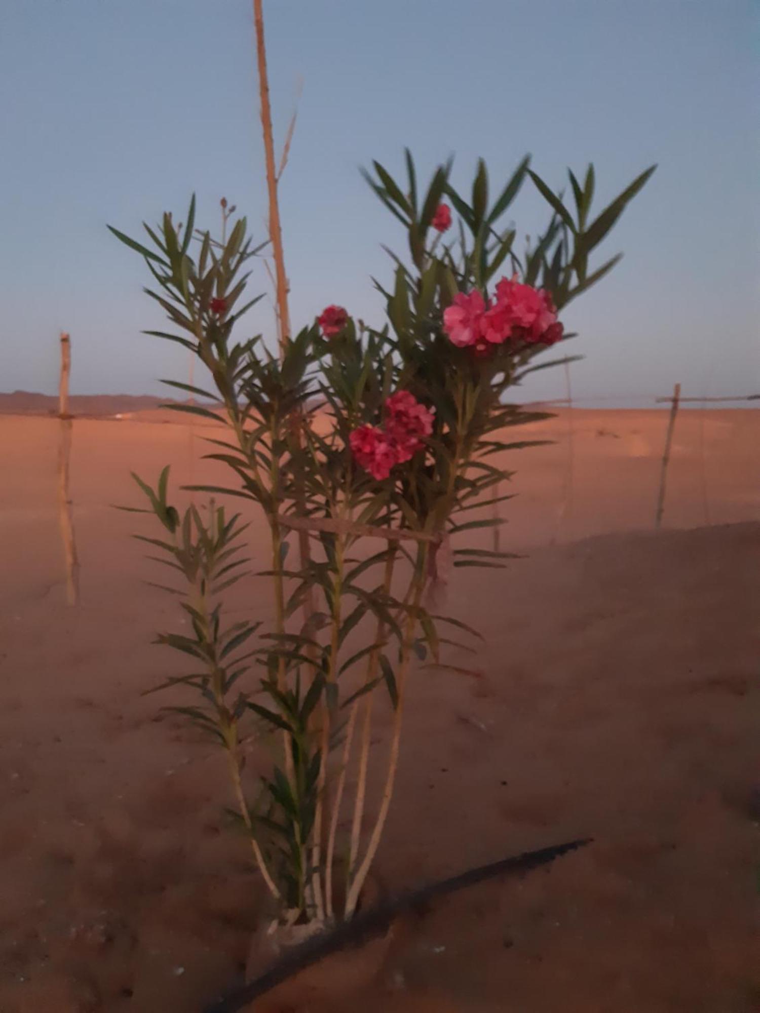 Sahara Peace Camp Hotel Загора Екстериор снимка